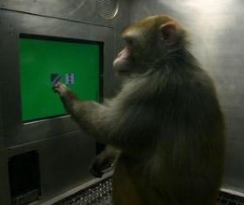 monkey at SBI ATM in bageshwer