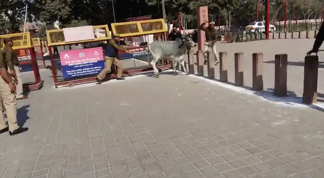 Bull Fight at taj mahal by up police during Israel PM visit