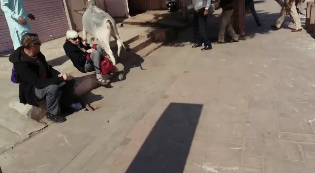 Bull Fight at taj mahal by up police during Israel PM visit