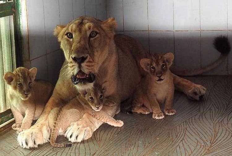 rajasthan news- Lioness Tejika passed away in jaipur 