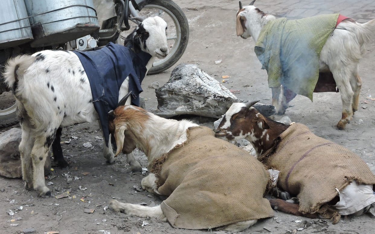 सर्दी के सितम से पशु-पक्षी भी बेहाल, मासूम ने दम तोड़ा