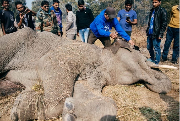 Forest department treating injured elephant