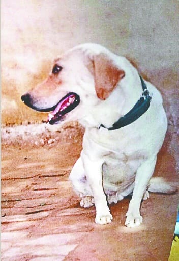 DG sought report on dog's death