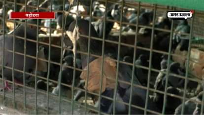 Over 500 birds injured by glass-coated Manjha