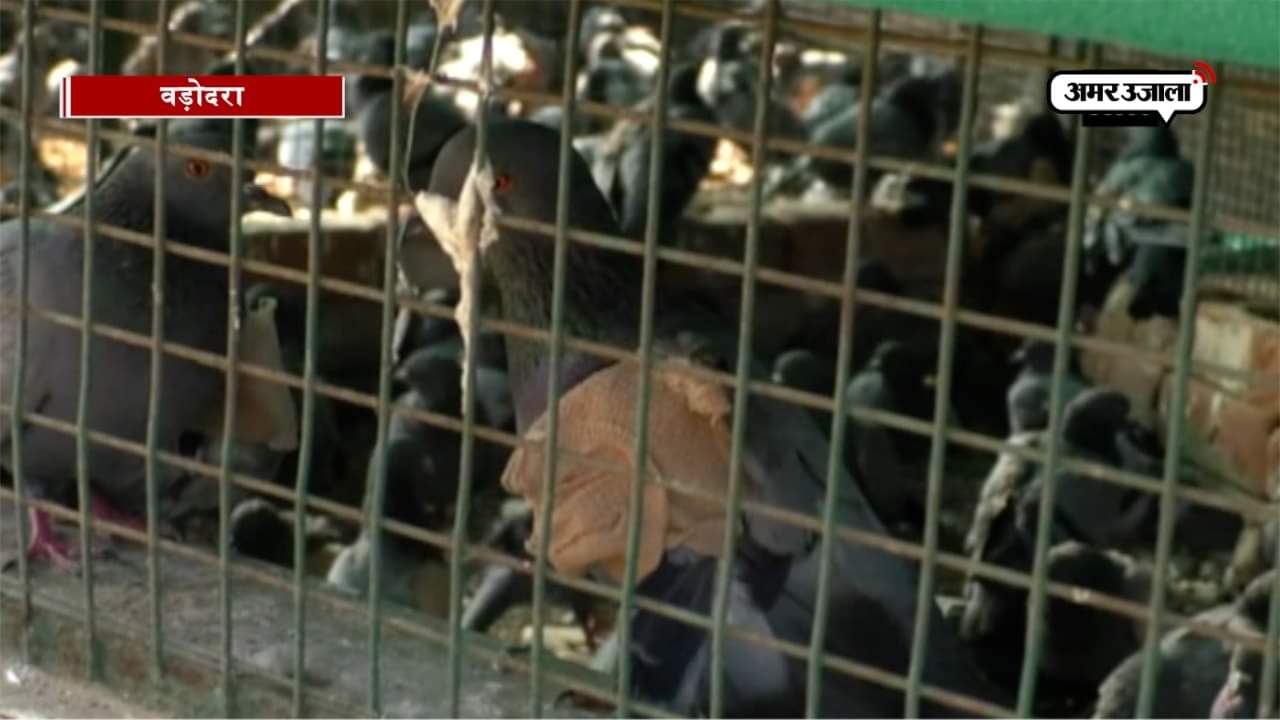 चिड़िया