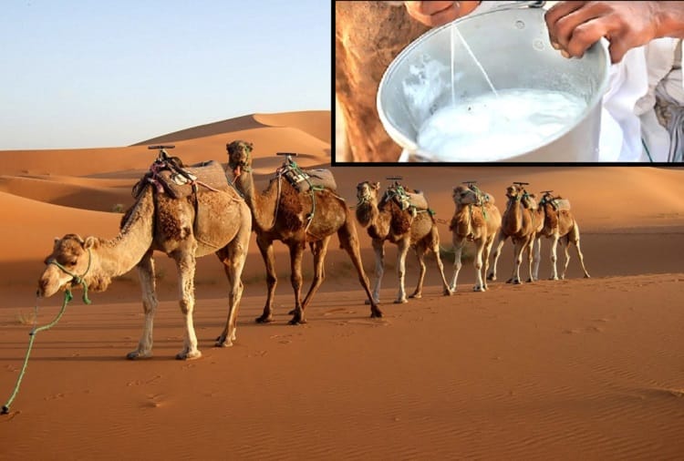 rajasthan- milk of camel can give relief in many disease know about it 