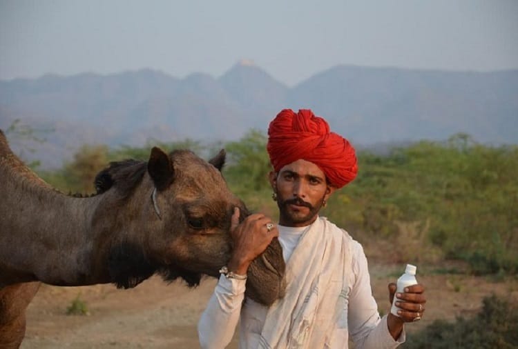 rajasthan- milk of camel can give relief in many disease know about it 