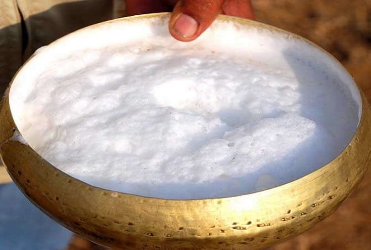 rajasthan- milk of camel can give relief in many disease know about it 