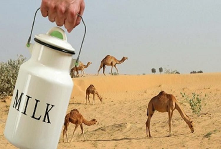 rajasthan- milk of camel can give relief in many disease know about it 