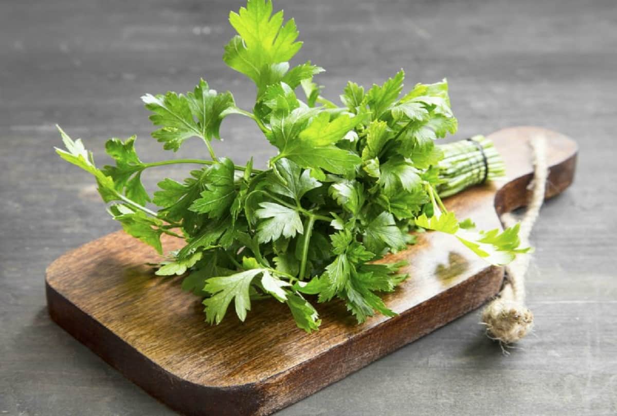 Tips to keep coriander Fresh for longer time