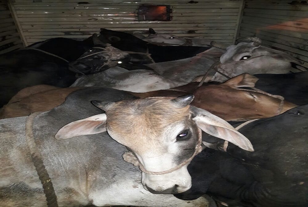rajasthan firing again between police and cow smuggler