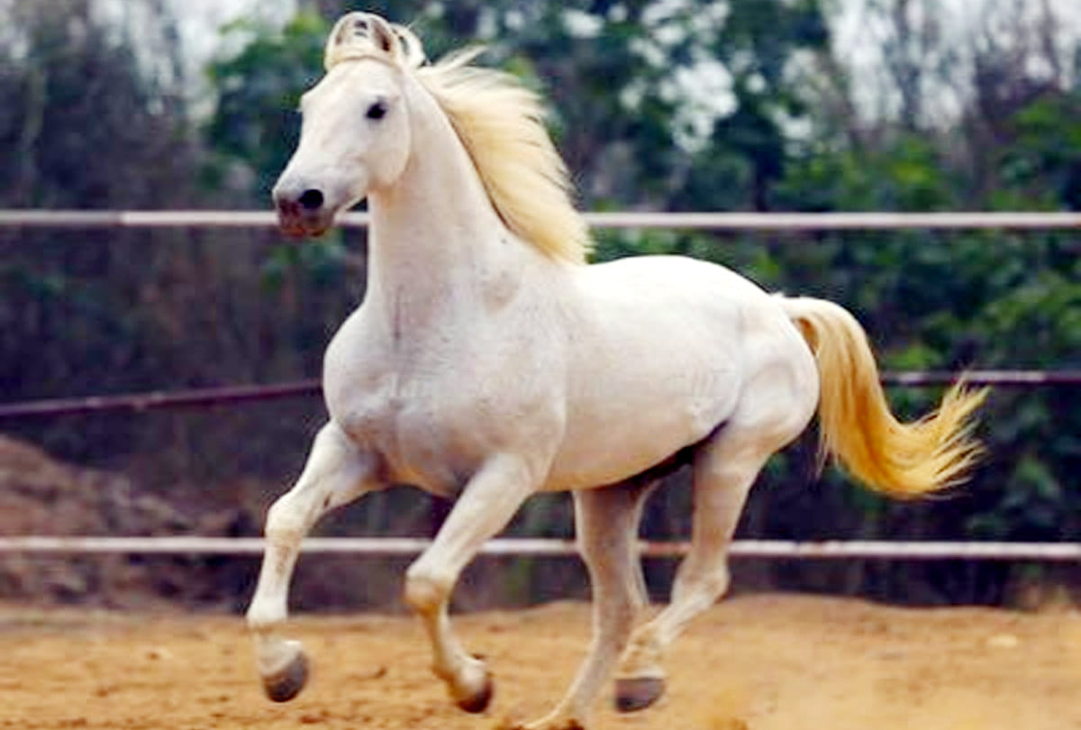 horse fair in bilhaur kanpur