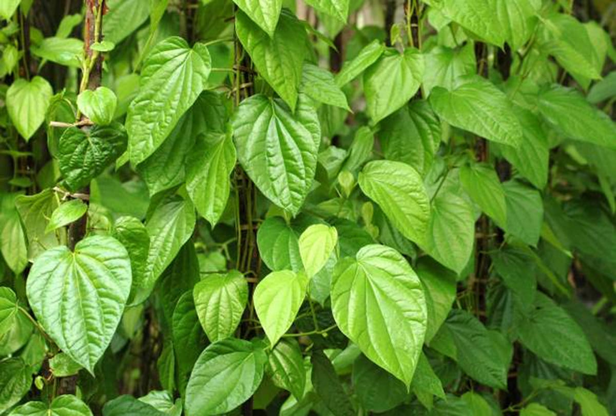 traditional mouth freshener of india is Paan