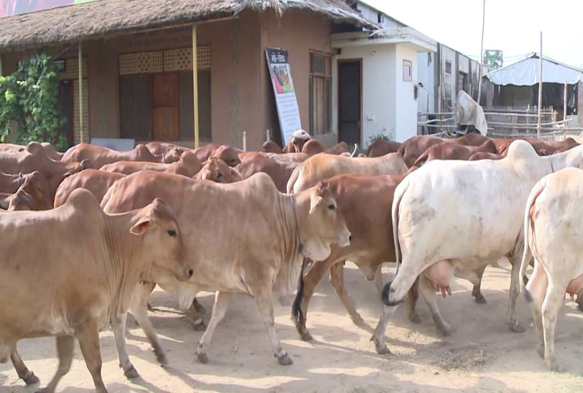 Goshalas are protective shelters for cows in India