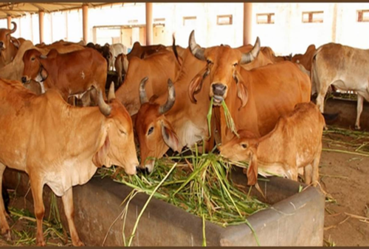 Goshalas are protective shelters for cows in India