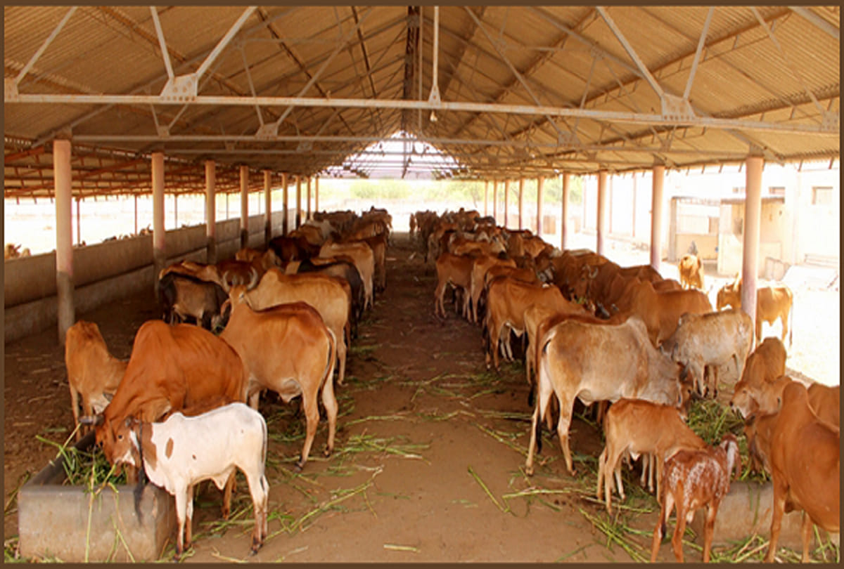 Goshalas are protective shelters for cows in India