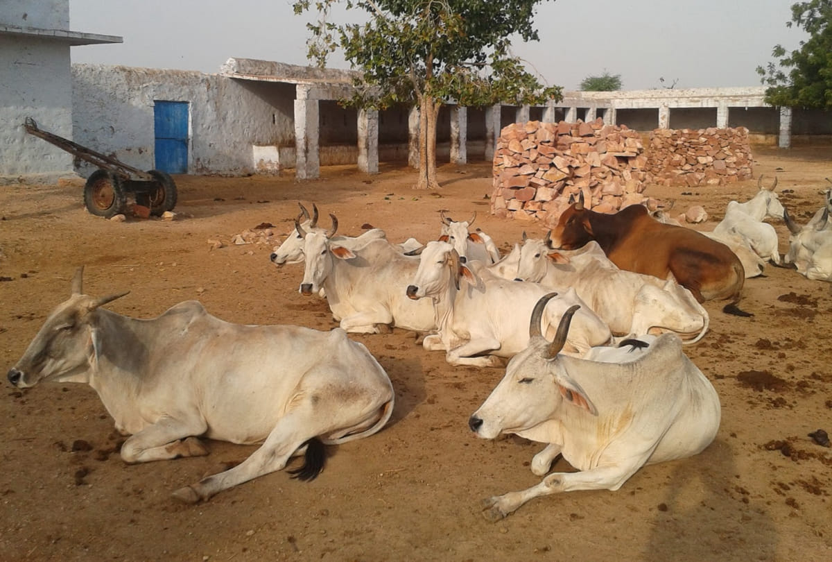 Goshalas are protective shelters for cows in India