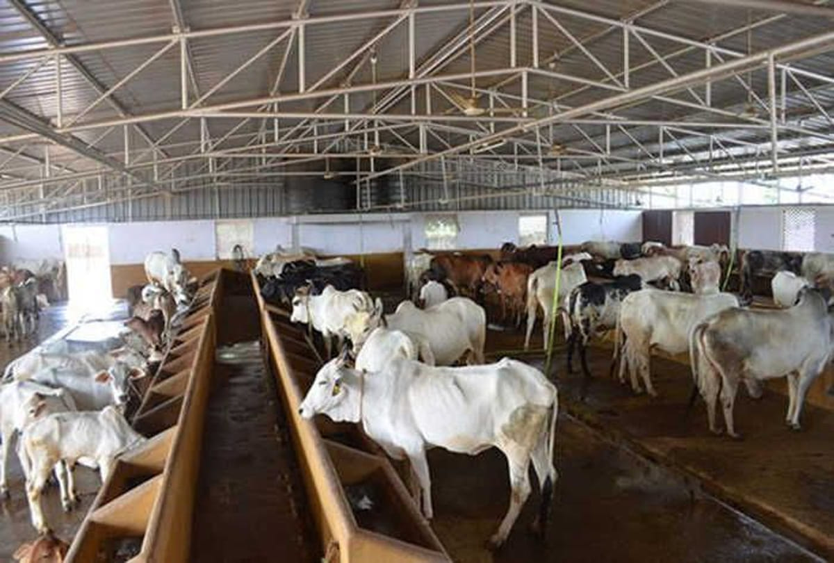 Goshalas are protective shelters for cows in India