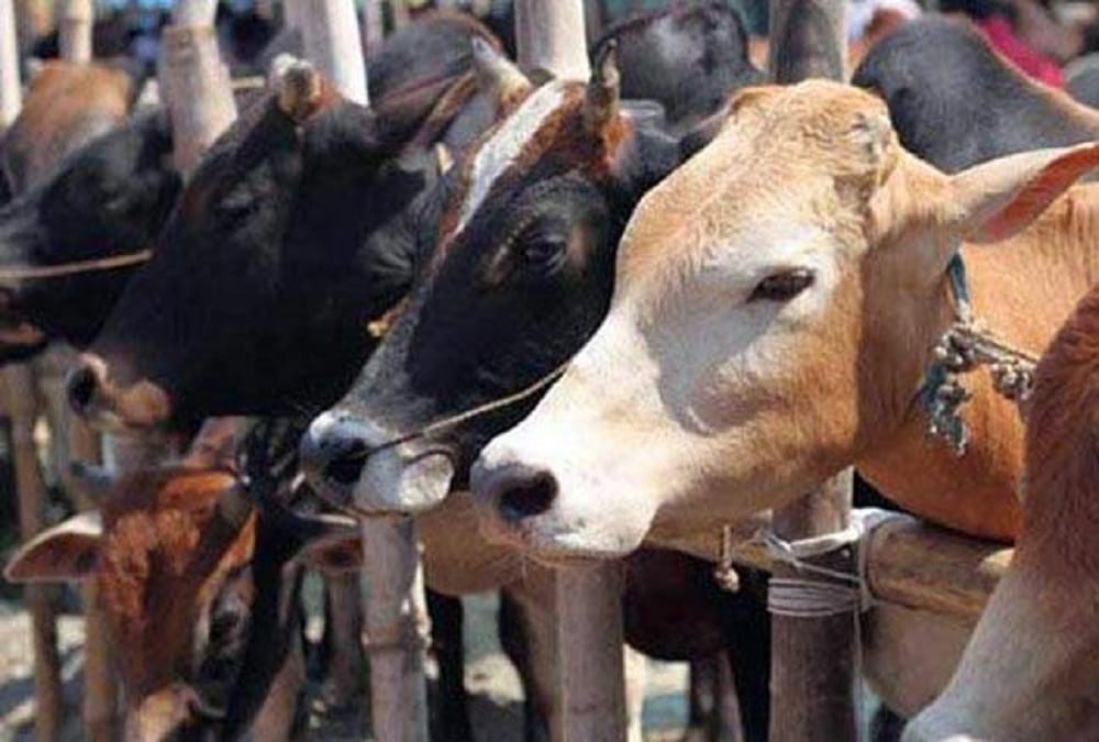 rajasthan firing again between police and cow smuggler