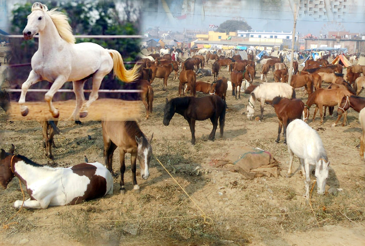 horse fair in bilhaur kanpur