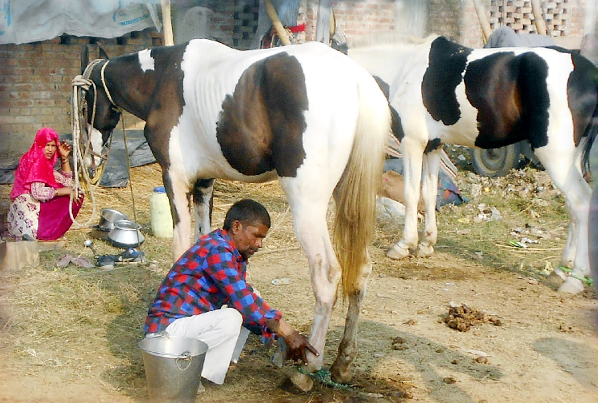 horse fair in bilhaur kanpur