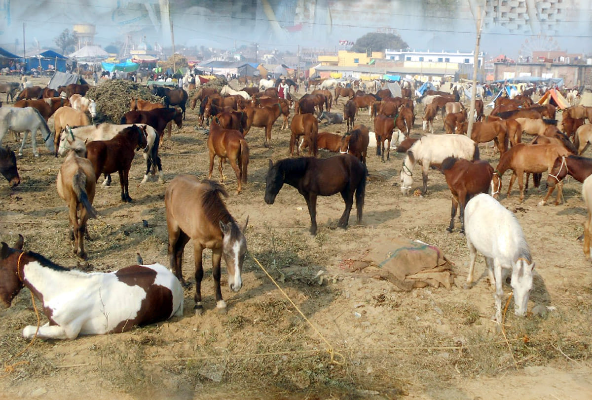horse fair in bilhaur kanpur