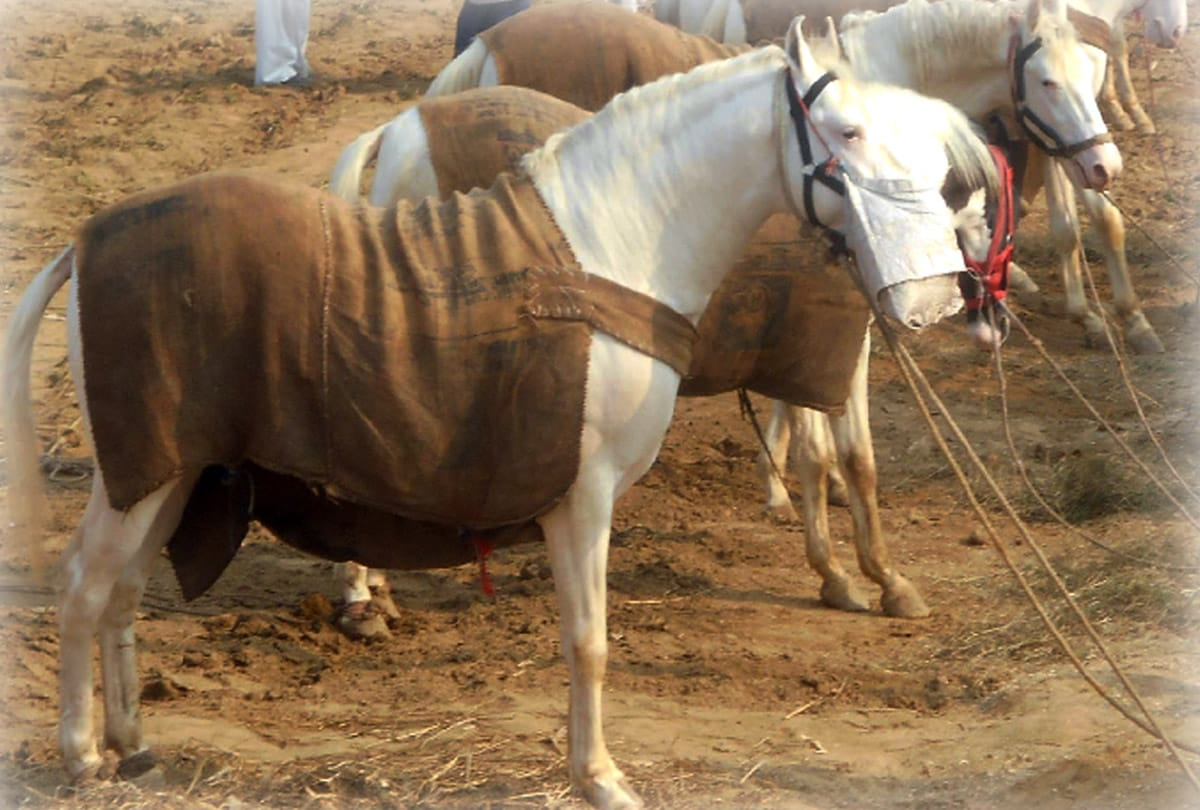 horse fair in bilhaur kanpur