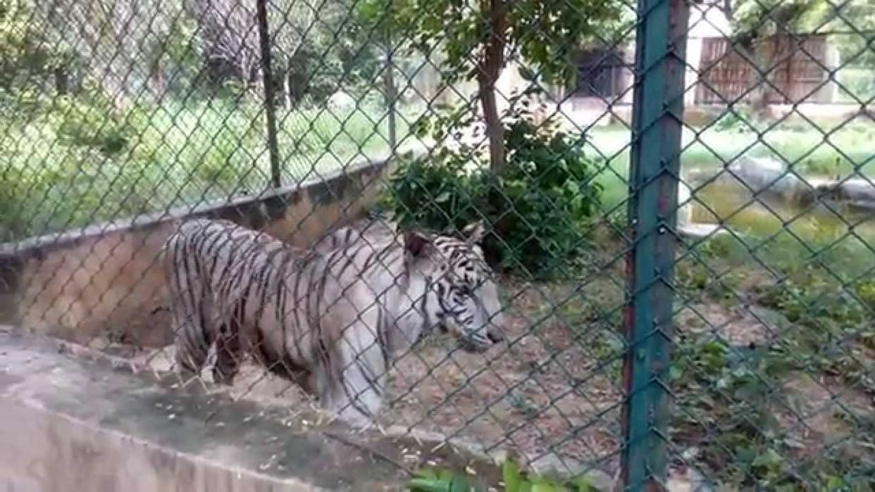 zoo will reopen on 9 June, 1500 visitors having online ticket can visit