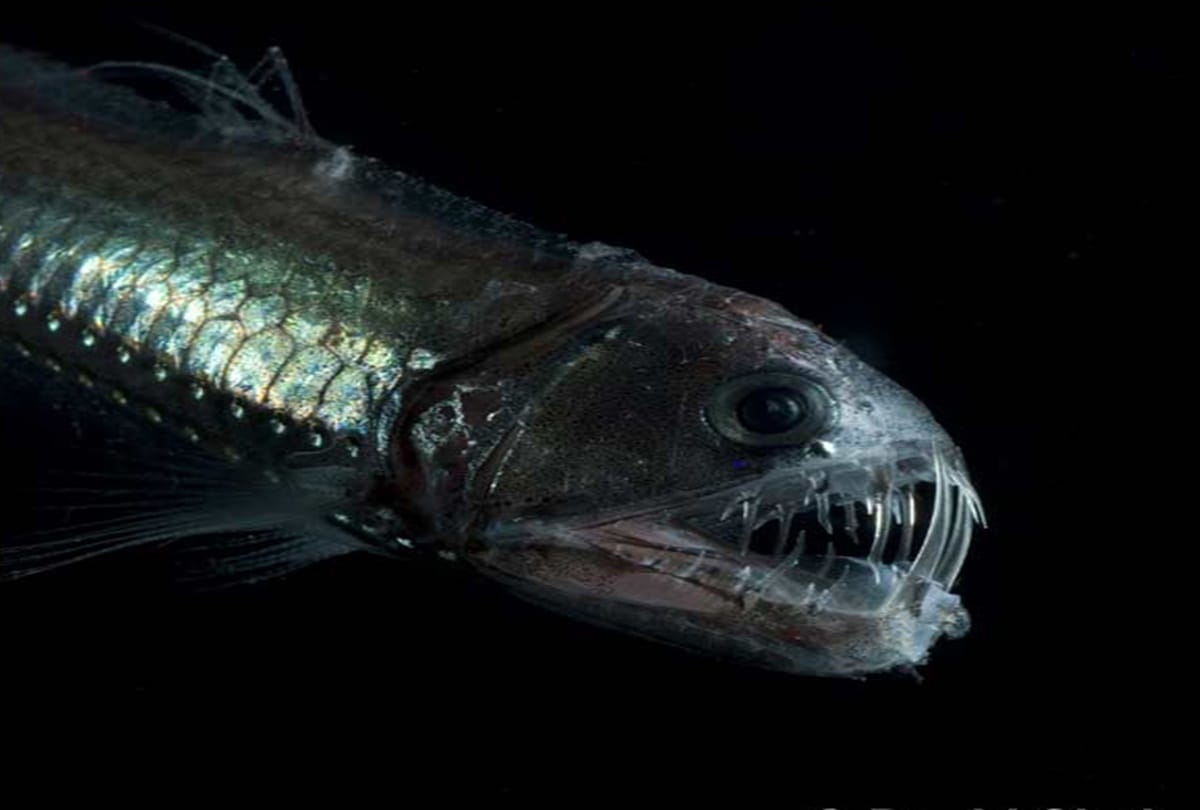 This terrifying looking sea creature lives in oceans 