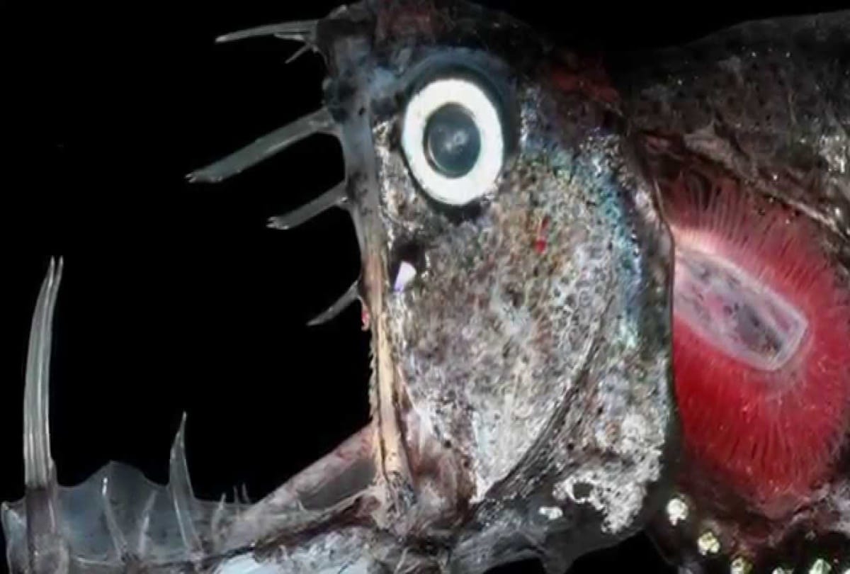 This terrifying looking sea creature lives in oceans 