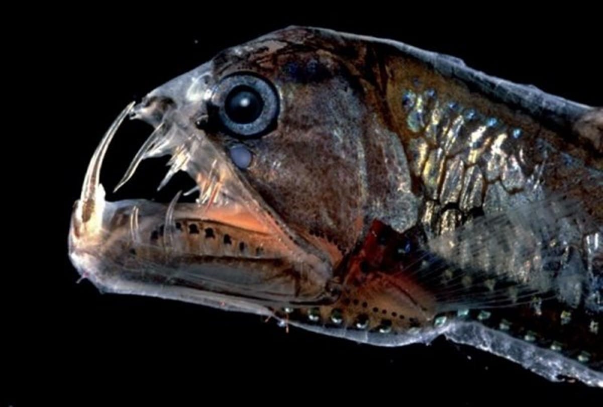 This terrifying looking sea creature lives in oceans 