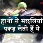 Egyptian women earn 5 dollars everyday by catching fish with their bare hands special story