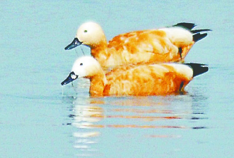 Foreign birds make Makhdumpur Ganga Ghat home, see photos