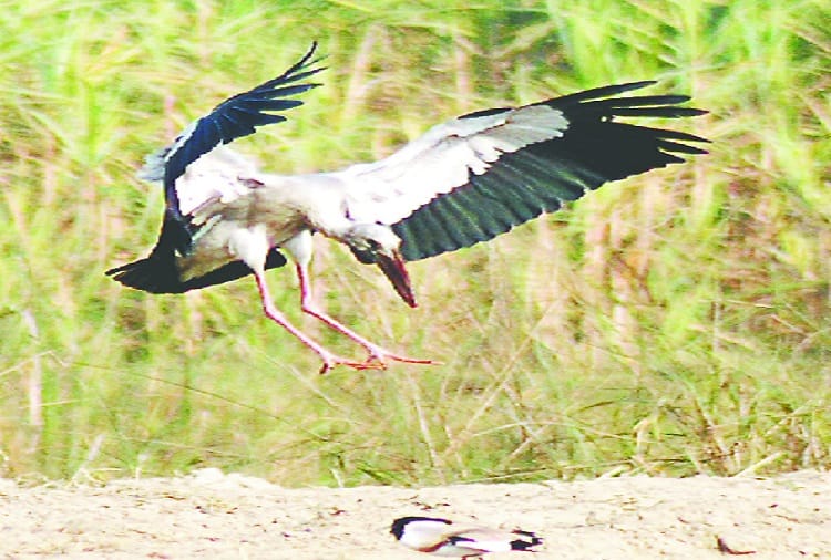 Foreign birds make Makhdumpur Ganga Ghat home, see photos