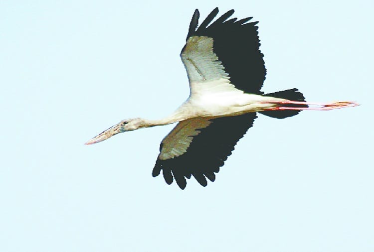 Foreign birds make Makhdumpur Ganga Ghat home, see photos