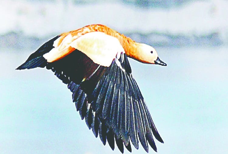 Foreign birds make Makhdumpur Ganga Ghat home, see photos