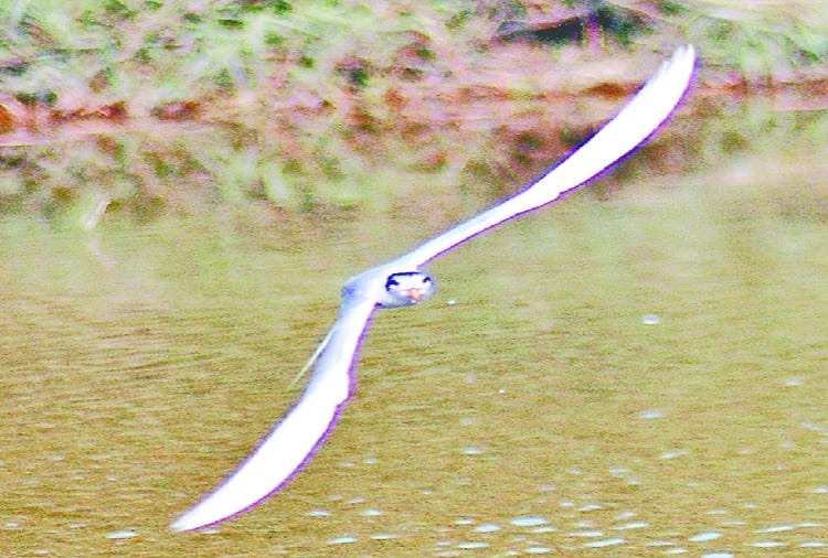 Foreign birds make Makhdumpur Ganga Ghat home, see photos
