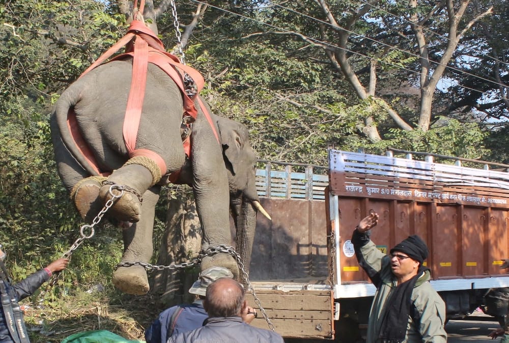  control over found elephant After 12 hours of operation