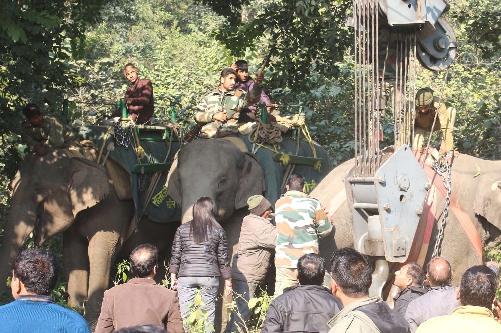 वन्य जीवों के अवैध शिकार की जांच को एसआईटी गठित