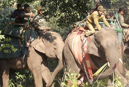  control over found elephant After 12 hours of operation