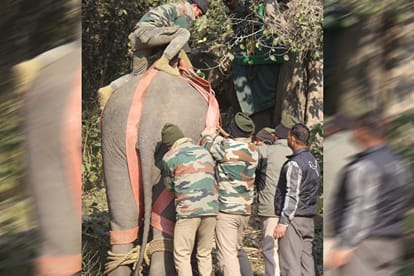  control over found elephant After 12 hours of operation