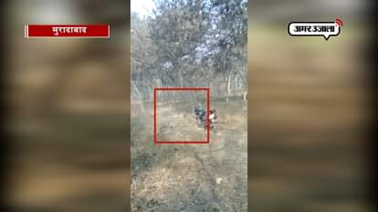 Forest team caught a leopard from village of moradabad