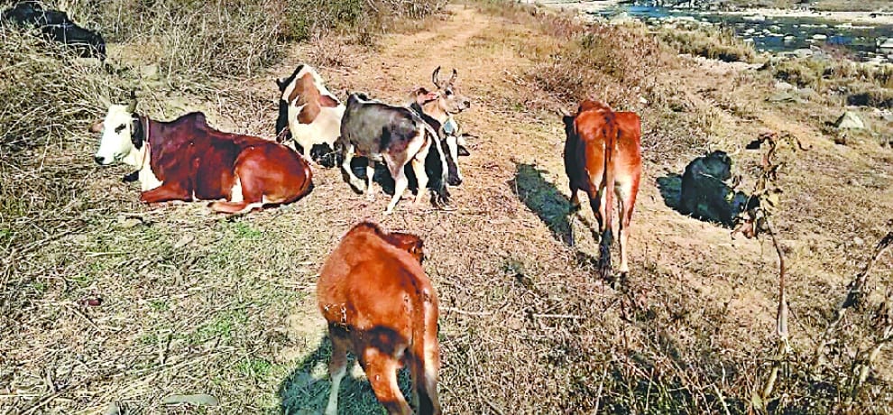 लावारिस पशु बने जान को आफत
