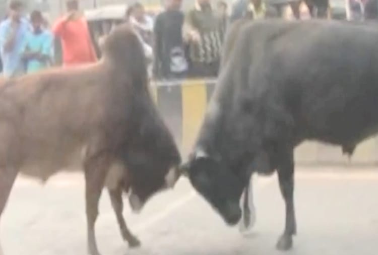 old woman died in bull attack at bilaspur himachal