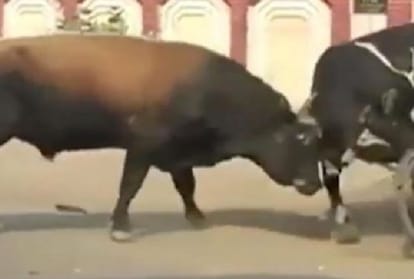 old woman died in bull attack at bilaspur himachal