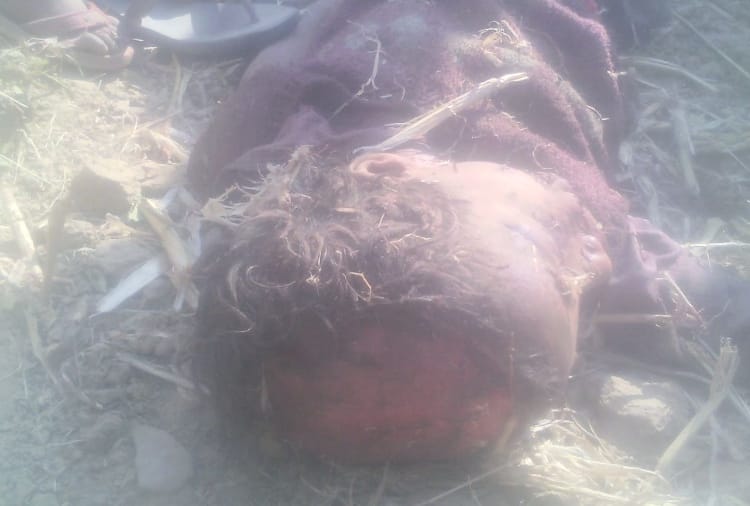  group of stray dogs at paonta sahib killed seven year old child