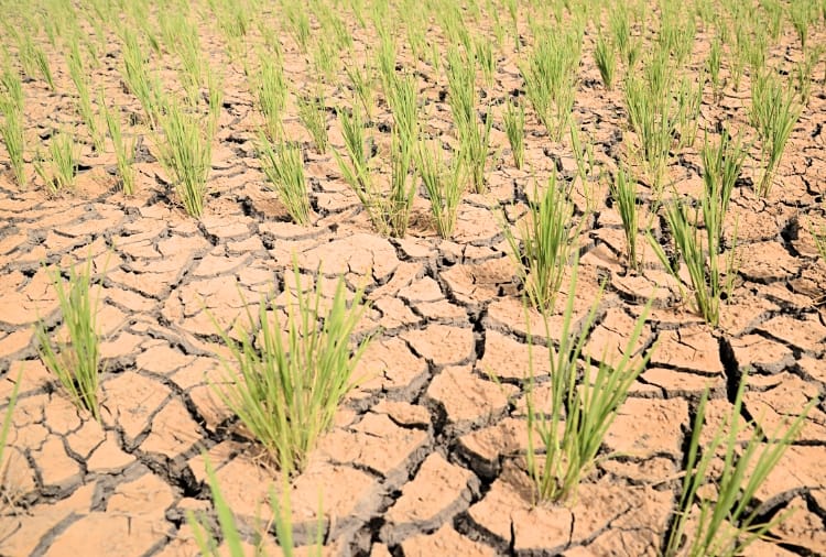 99 percent less rainfall has been recorded in January than normal