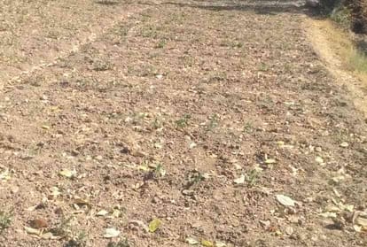 drought situation in himachal pradesh after 11 years 