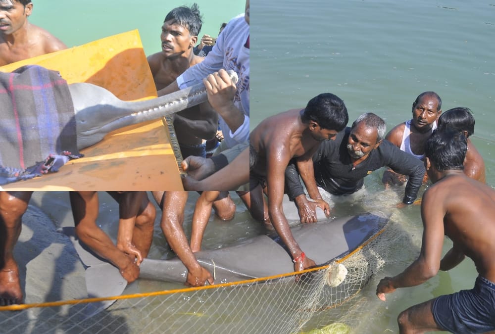 dolphin fish found in indra nahar lucknow