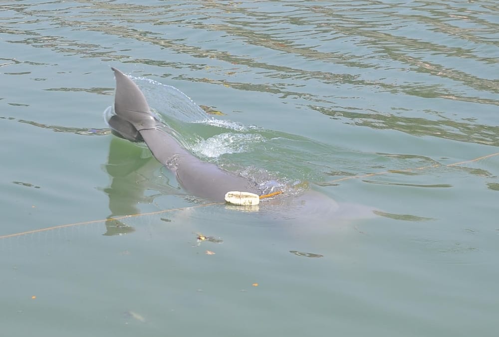 dolphin fish found in indra nahar lucknow